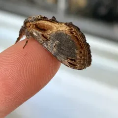 Finned-willow Prominent thumbnail 2
