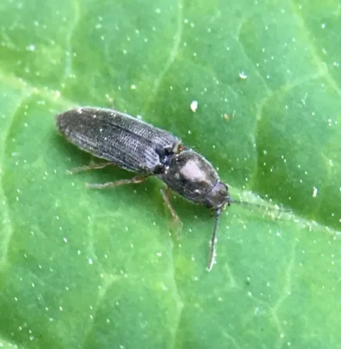 Limonius basilaris
