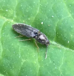 Limonius basilaris thumbnail 1