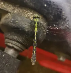 Maine Snaketail thumbnail 4
