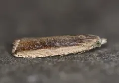 Bactra maiorina thumbnail 3