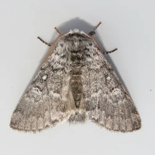 Close-banded Yellowhorn