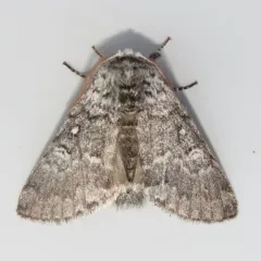 Close-banded Yellowhorn thumbnail 1