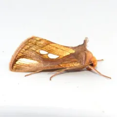 Connected Looper Moth thumbnail 2