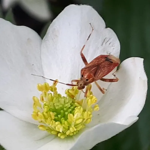 Taedia pallidula
