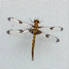 Prince Baskettail thumbnail 4