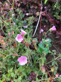 carpet crane's-bill thumbnail 2