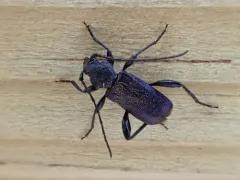 Violet tanbark beetle thumbnail 2