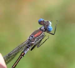 Black Spreadwing thumbnail 2