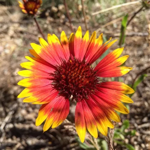 firewheel