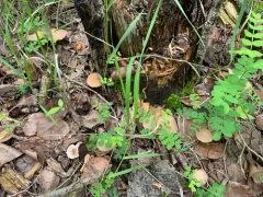 chestnut brittlestem thumbnail 2