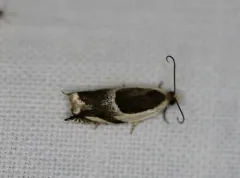 Half-oval Leaffolder Moth thumbnail 3