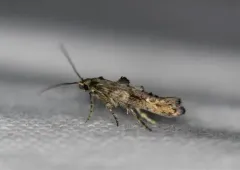 Epermenia albapunctella thumbnail 4