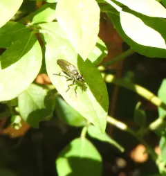 Echthodopa formosa thumbnail 2