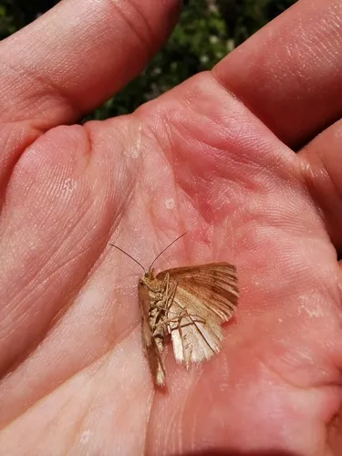 Broad-lined Erastria Moth
