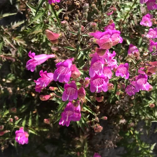 Richardson's Beardtongue