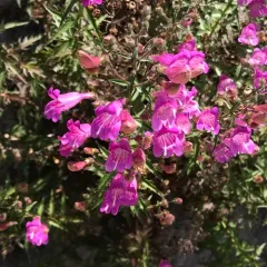 Richardson's Beardtongue thumbnail 1