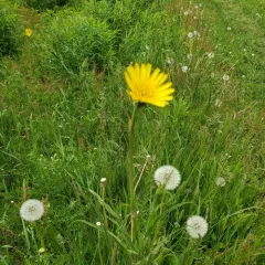 meadow salsify thumbnail 4