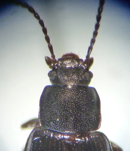 Nalassus convexulus