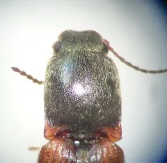 Imitative Click Beetle thumbnail 3