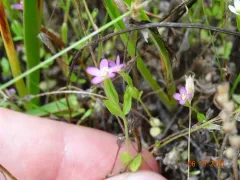 Muehlenberg's Centaury thumbnail 2