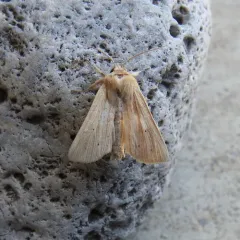 Lesser Wainscot thumbnail 4