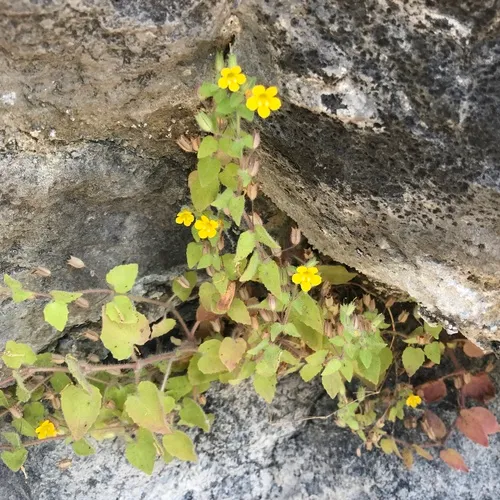 Liverwort Monkey-Flower