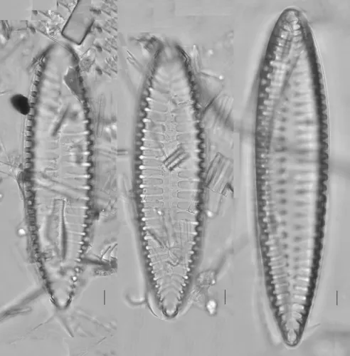Iconella biseriata