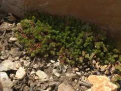 Watson's spikemoss thumbnail 4