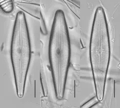 Gomphoneis eriensis thumbnail 4