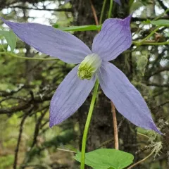 Purple Clematis thumbnail 4