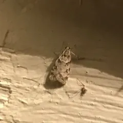 Double-striped Scoparia Moth thumbnail 2