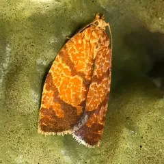 Four-lined Leafroller Moth thumbnail 1