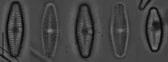 Planothidium lanceolatum thumbnail 4