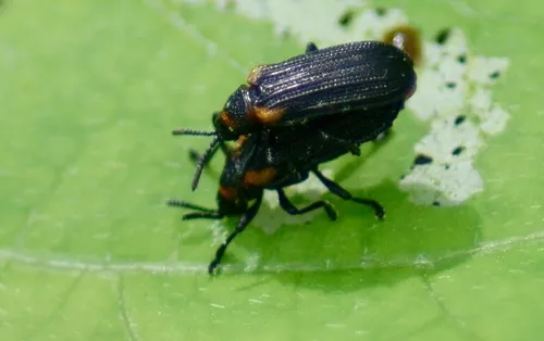 Odontota mundula