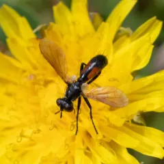 Cylindromyia interrupta thumbnail 2