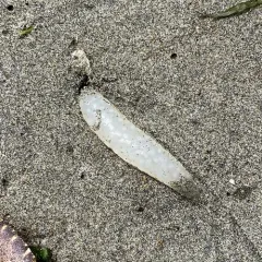 Opalescent Inshore Squid thumbnail 4