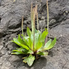 Tall Coastal Plantain thumbnail 4