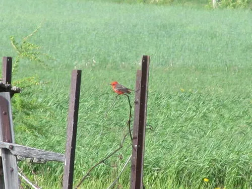 Vermilion Flycatcher