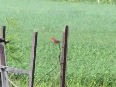 Vermilion Flycatcher thumbnail 1