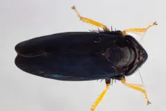 Limotettix anthracinus thumbnail 1