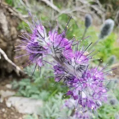 Silky Phacelia thumbnail 3