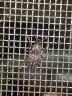 Pitch-eating Weevil thumbnail 4