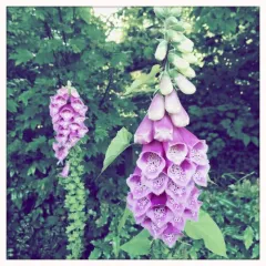 purple foxglove thumbnail 4