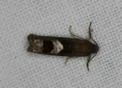 Epiblema boxcana thumbnail 3
