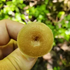 Spring Polypore thumbnail 3