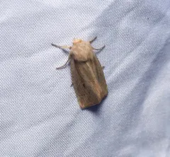Northern Linen Wainscot thumbnail 2