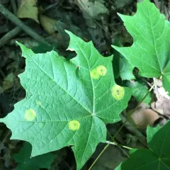 Ocellate Gall Midge thumbnail 4