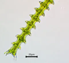 Triploceras gracile thumbnail 4