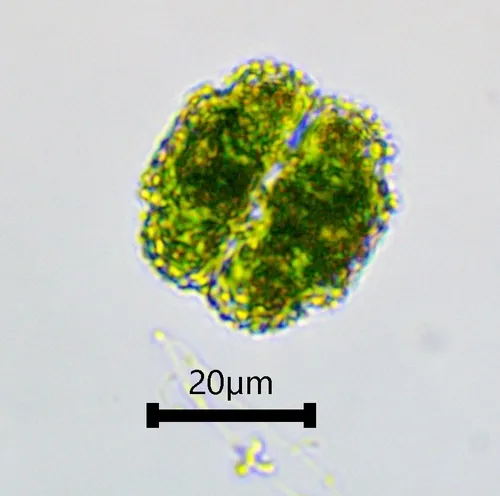 Cosmarium ornatum